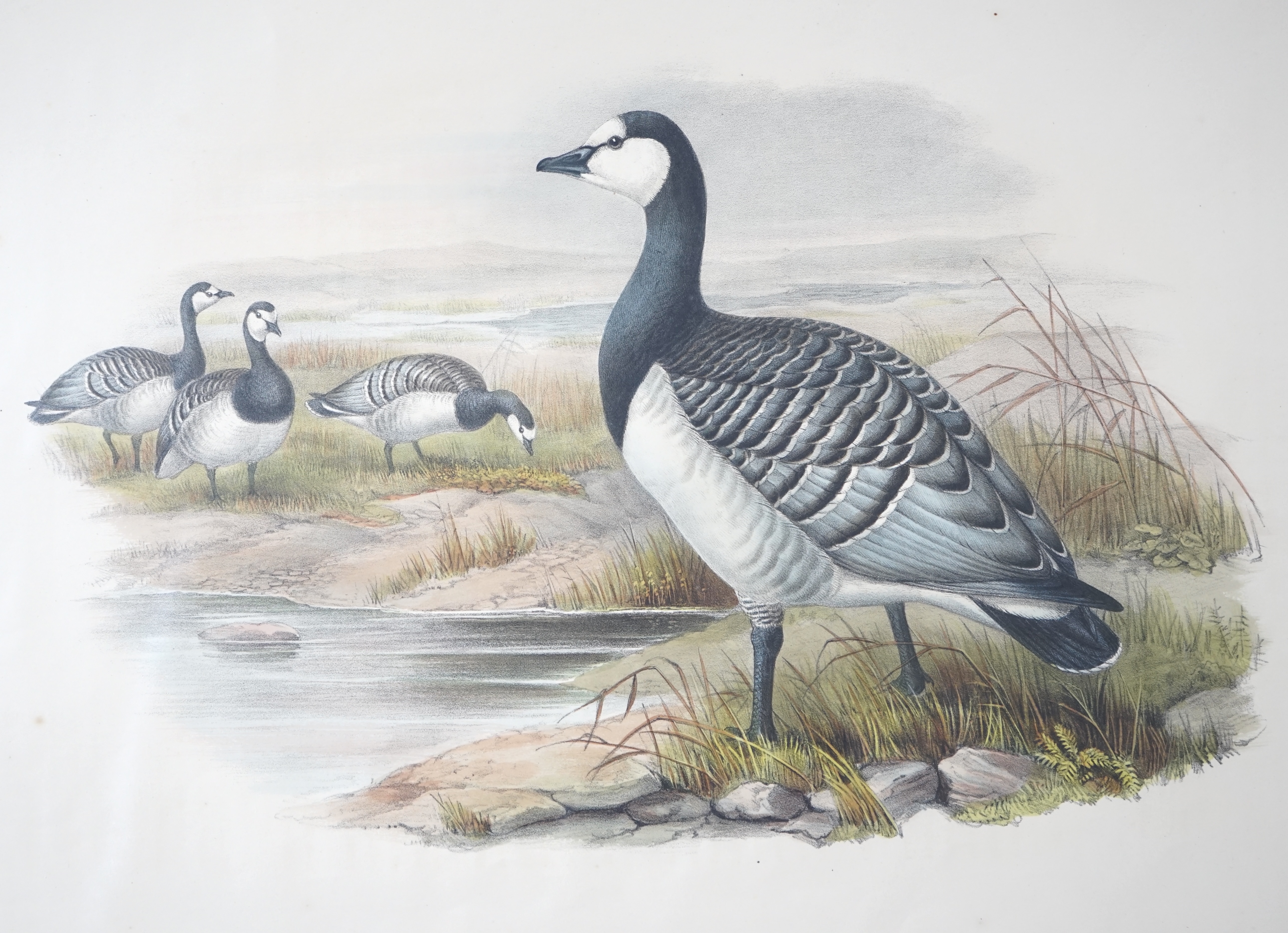 Walter & Cohn after Wolf and Richter (John Gould), 24 hand coloured lithographs from Gould's Birds of Great Britain, lithographs with hand-colouring on wove paper, 55 x 36cm, unframed and unmounted